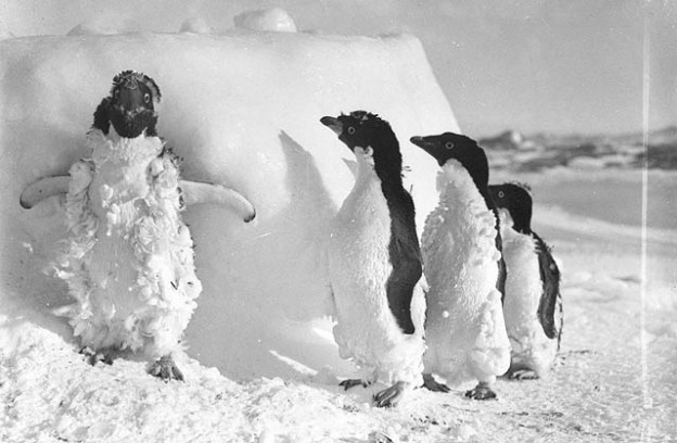 frac sand penguins